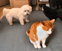 Moster Lones hund Balder er...